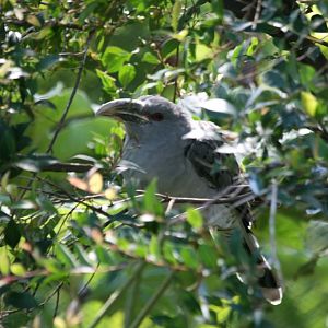 Channel-Billed Cuckoo