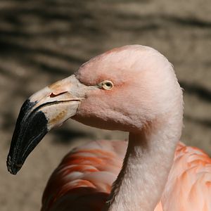 Chilean Flamingo