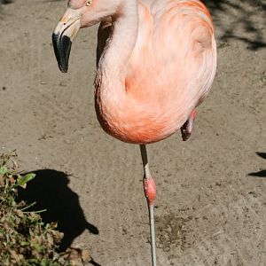Chilean Flamingo