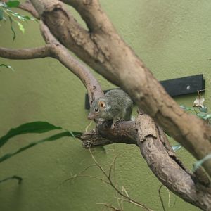 Common Tree Shrew