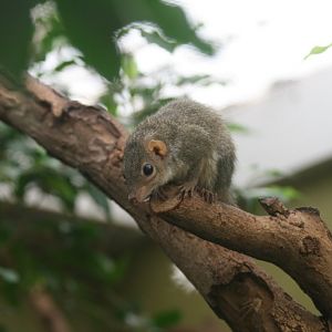 Common Tree Shrew