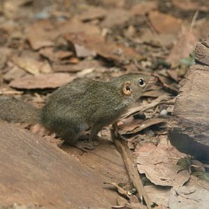 Common Tree Shrew