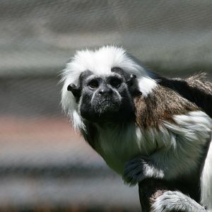Cottontop Tamarin