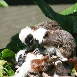Cottontop Tamarins - grooming session