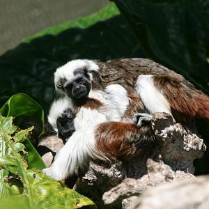 Cottontop Tamarins