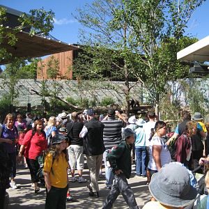 Public at the Giant Panda enclosure