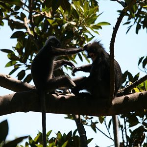 Dusky Langurs play fighting