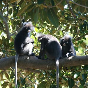 Dusky Langurs