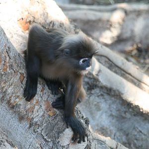 Dusky Langur