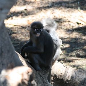 Dusky Langur