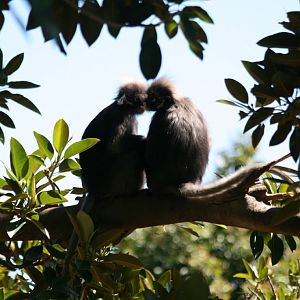 Dusky Langur pair