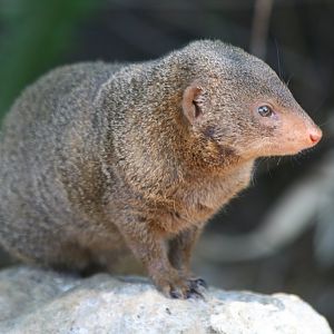 Dwarf Mongoose