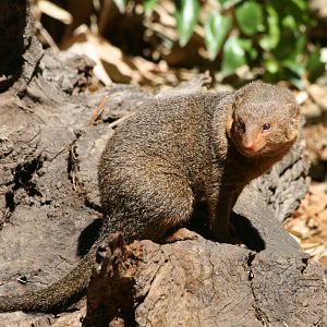 Dwarf Mongoose