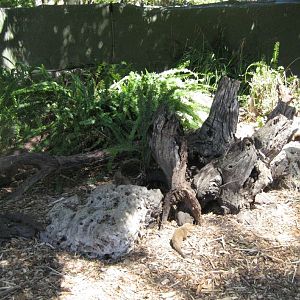 Dwarf Mongoose enclosure