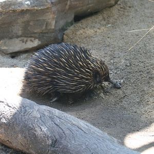 Echidna