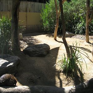 Echidna enclosure