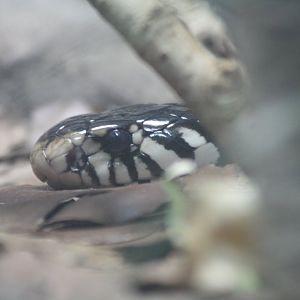 Forest Cobra