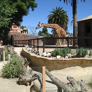 Giraffe and Meerkat exhibit