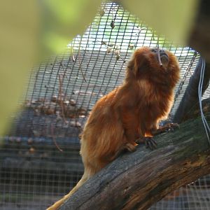 Golden Lion Tamarin