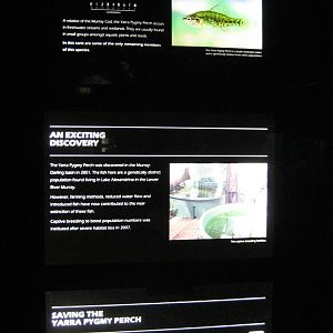 Yarra Pygmy Perch graphics