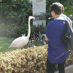 Greater Flamingo and the public