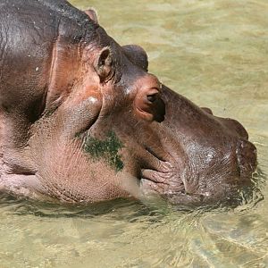 Hippo