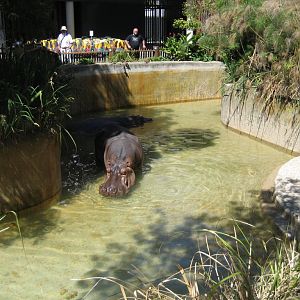 Hippos in their pool