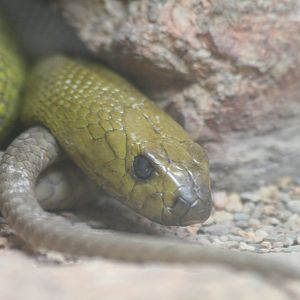 Inland Taipan