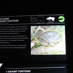 Western Swamp Turtle label