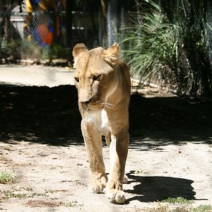 Lioness