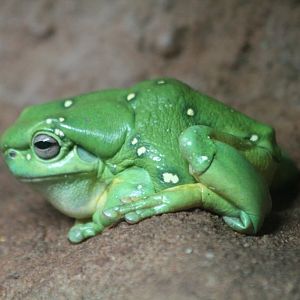 Magnificent Tree Frog