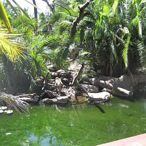 Mandrill enclosure