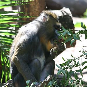 Mandrill