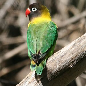 Masked Lovebird
