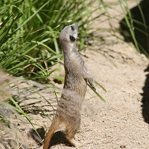 Meerkat looking at Giraffe