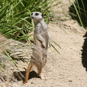 Meerkat