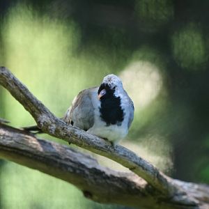 Namaque (or Cape) Dove, male