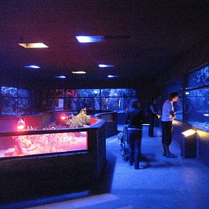 Nocturnal house interior