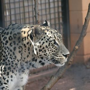 Persian Leopard