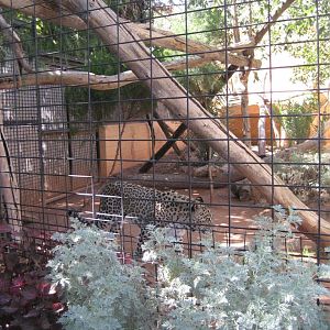 Persian Leopard enclosure