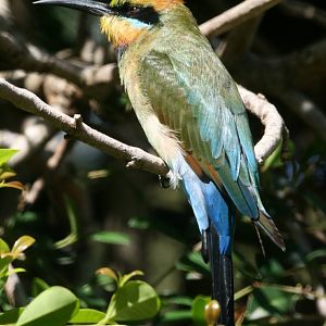 Rainbow Bee-eater