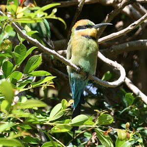 Rainbow Bee-eater