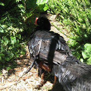 Razor-billed Curassow