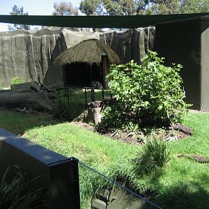 Ringtailed Lemur enclosure