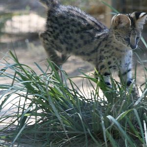 Serval Kitten