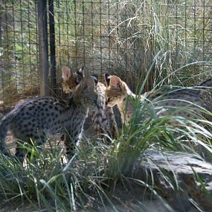 Serval Kittens
