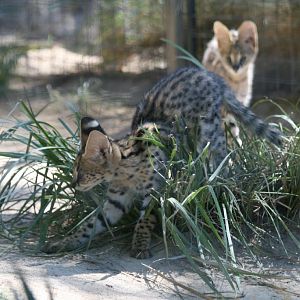 Serval Kitten