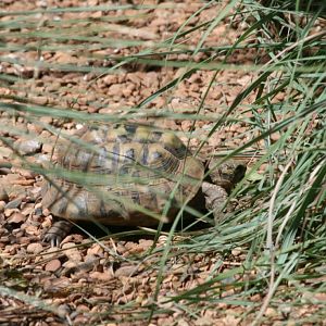 African Spur-thigh Tortoise