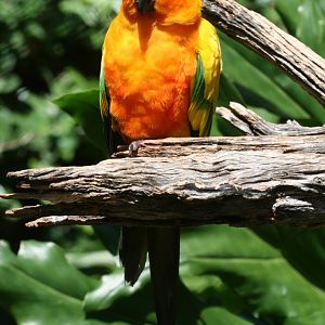 Sun Conure