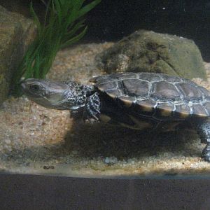 Western Swamp Turtle